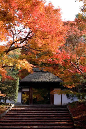 安楽寺の美しい庭園