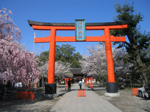 平野神社の桜