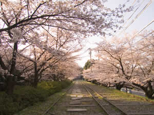 桜の頃のインクライン