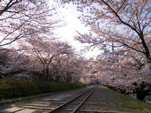 桜の頃のインクライン　早朝です