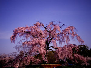 円山公園のしだれ桜