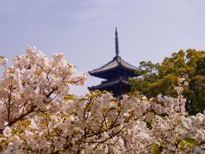 仁和寺の御室桜と塔