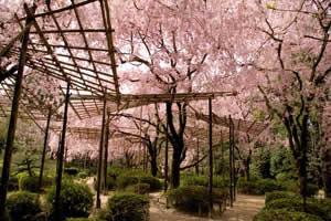 平安神宮神苑の美しい庭園