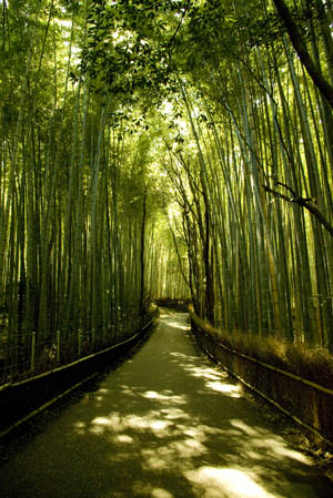 嵯峨野竹林