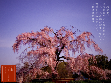 祇園のしだれ桜