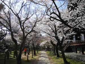 真如堂の美しい庭園