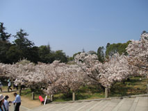 Ninna-ji photo 15