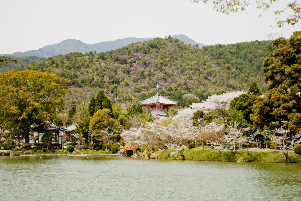 大覚寺の写真 2