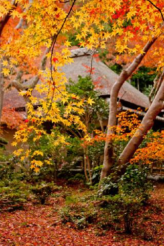 祇王寺の写真 1