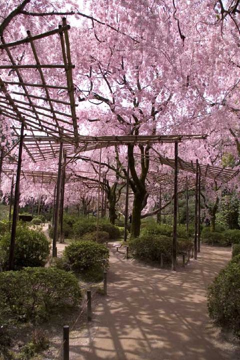 平安神宮の写真 5