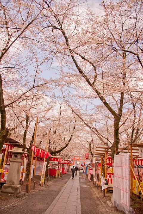 平野神社の写真 2