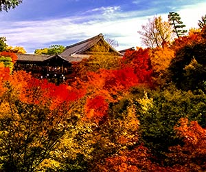 紅葉シーズンを外さず回る