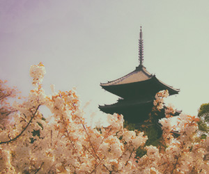 桜と疎水を静かに歩く