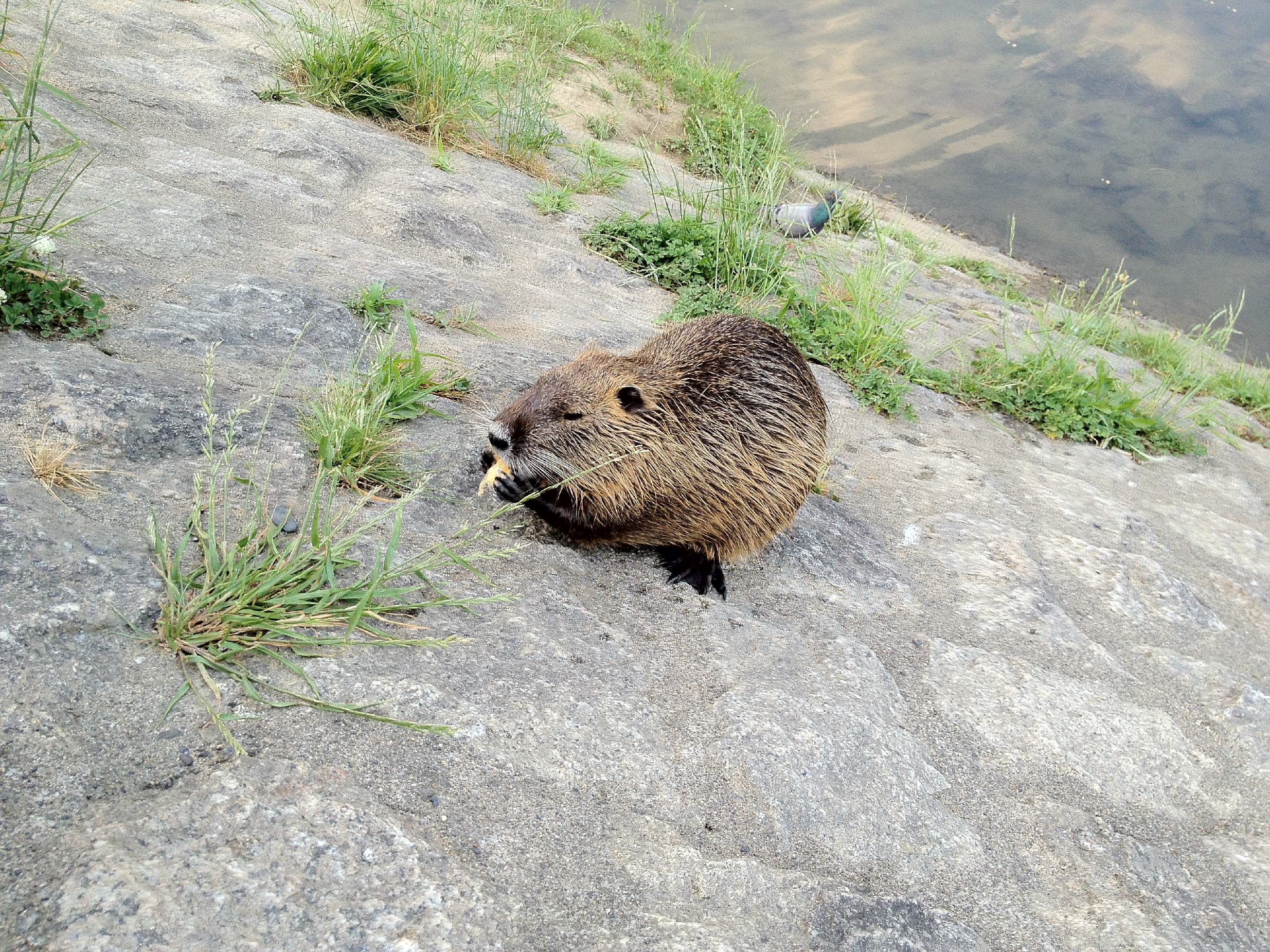 鴨川の写真 2