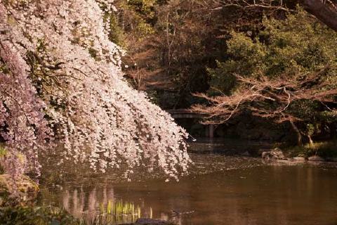 京都御苑の写真 1