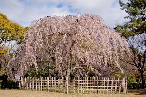 京都御苑の写真 3