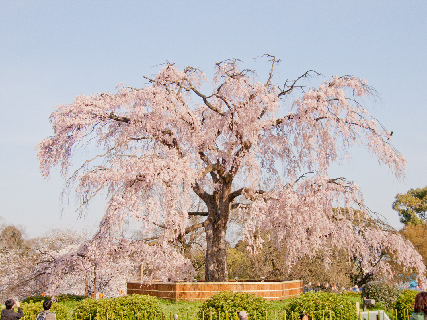 円山公園