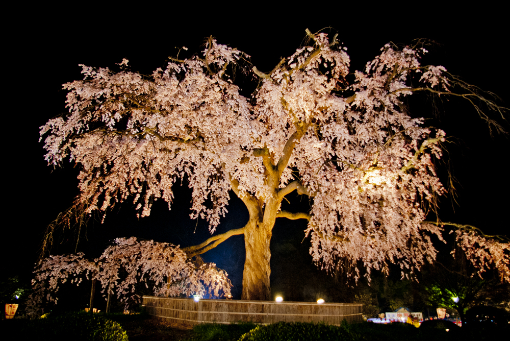 円山公園の写真 2