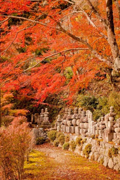 西明寺の写真 4