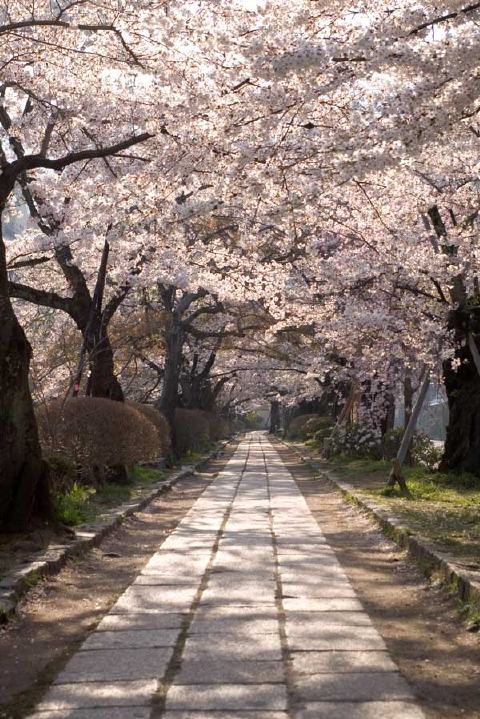 哲学の道の写真 2