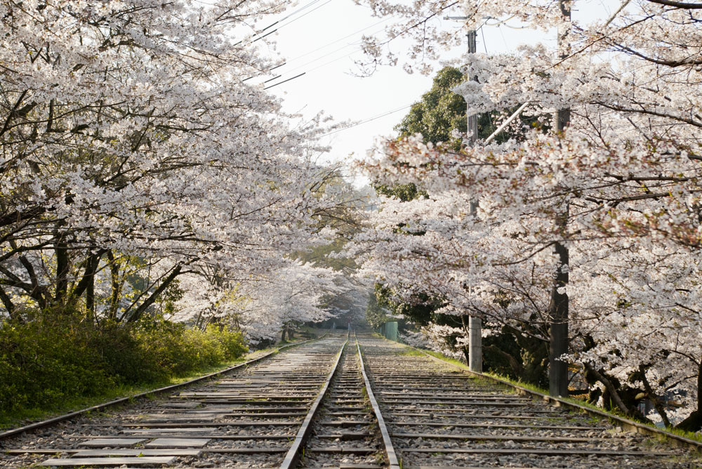 哲学の道の写真 3