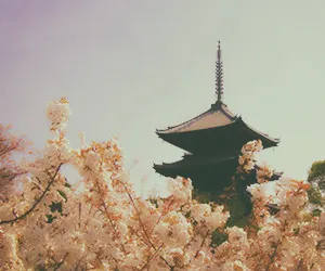 桜と疎水を静かに歩く