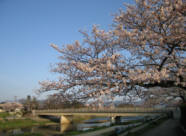 京都のおすすめ桜スポット 6鴨川
