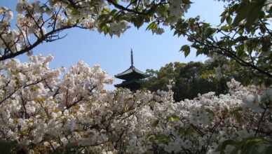 京都のおすすめ桜スポット 9御室仁和寺 10円山公園