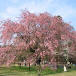 上賀茂神社 桜の巨木