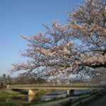 京都のおすすめ桜スポット 6鴨川