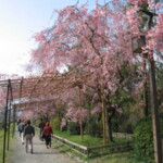鴨川の桜棚