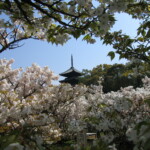 京都のおすすめ桜スポット 9御室仁和寺 10円山公園