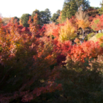 東福寺 山の紅葉