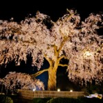 円山公園　祇園枝垂桜