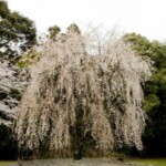 醍醐寺　桜の大木
