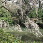 京都御所　北側の桜
